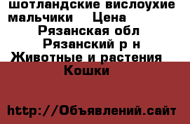  шотландские вислоухие мальчики  › Цена ­ 10 000 - Рязанская обл., Рязанский р-н Животные и растения » Кошки   